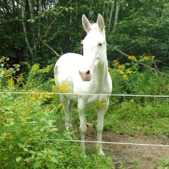 Meet your Posher, Bette - Picture 1 of 1